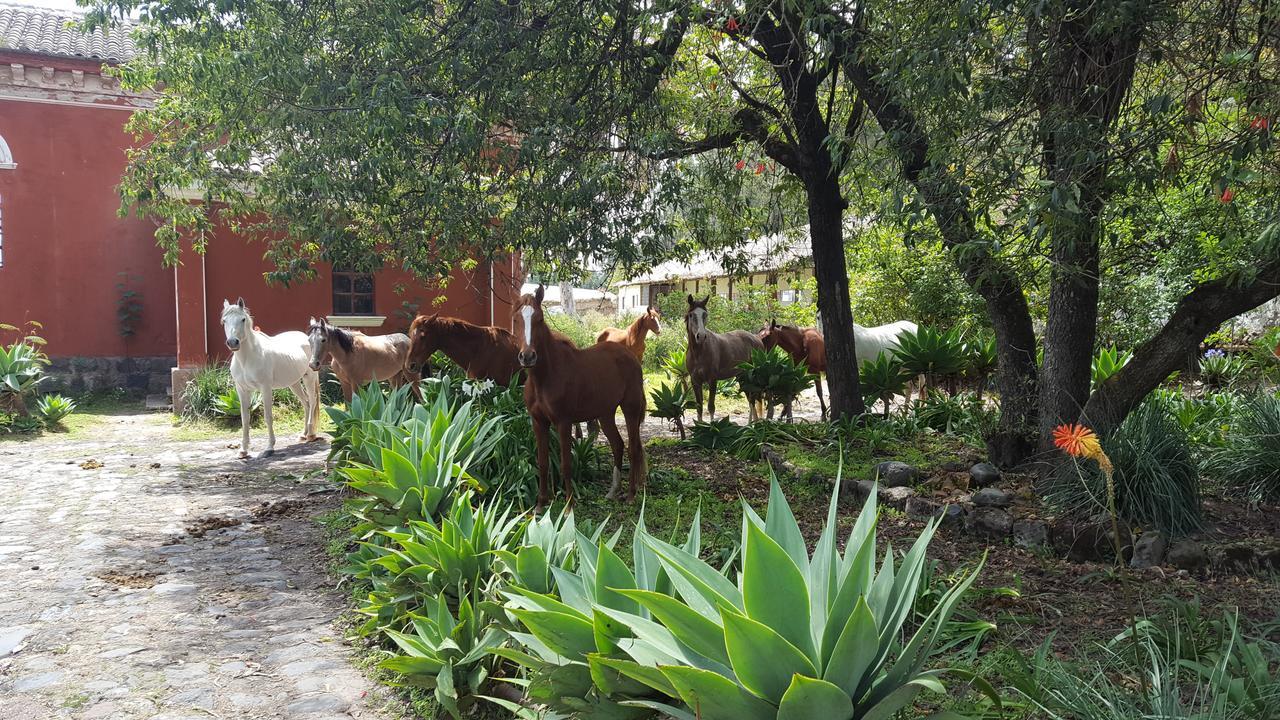 Hacienda Guachala Hotel Кайамбе Екстериор снимка